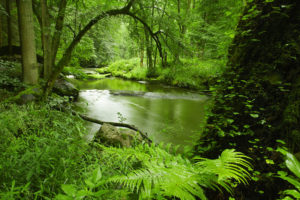 Read more about the article Silence Which Nothing Destroys